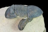 Paralejurus Trilobite With Reedops - Morocco #165961-5